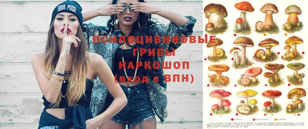 крисы Корсаков